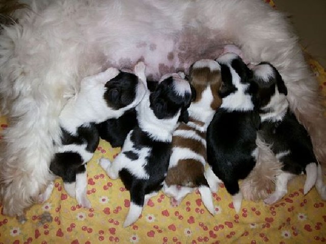 Venda de filhote - shih tzu