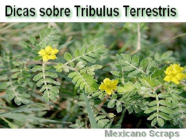 Foto 1 - Dicas sobre tribulus terrestris